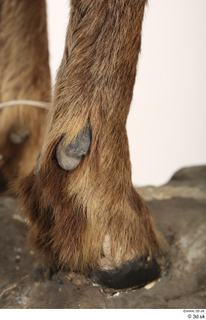 Alpine chamois Rupicapra rupicapra foot hoof leg 0016.jpg